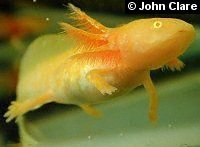 Golden Albino Axolotl