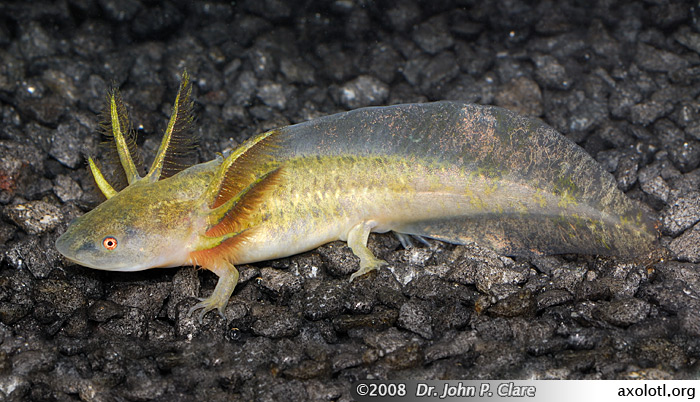 Tiger salamander larva